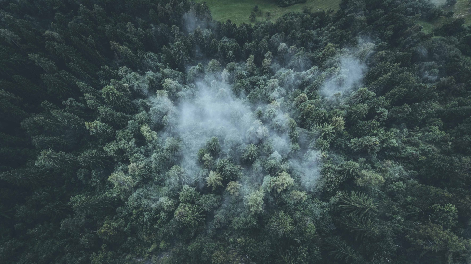 Nebliger Wald, Drohnenaufnahme