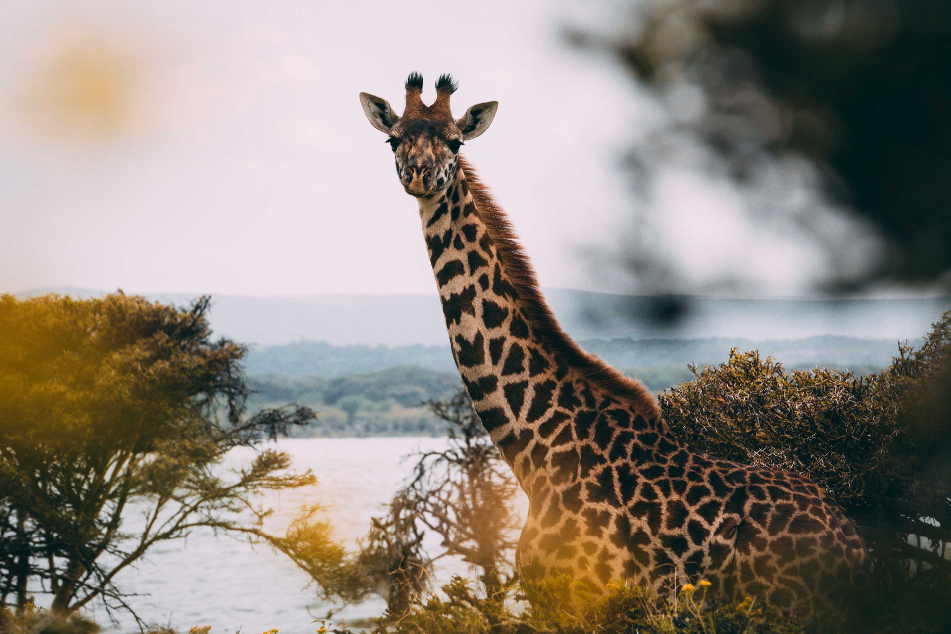 Giraffe am See, Kenia