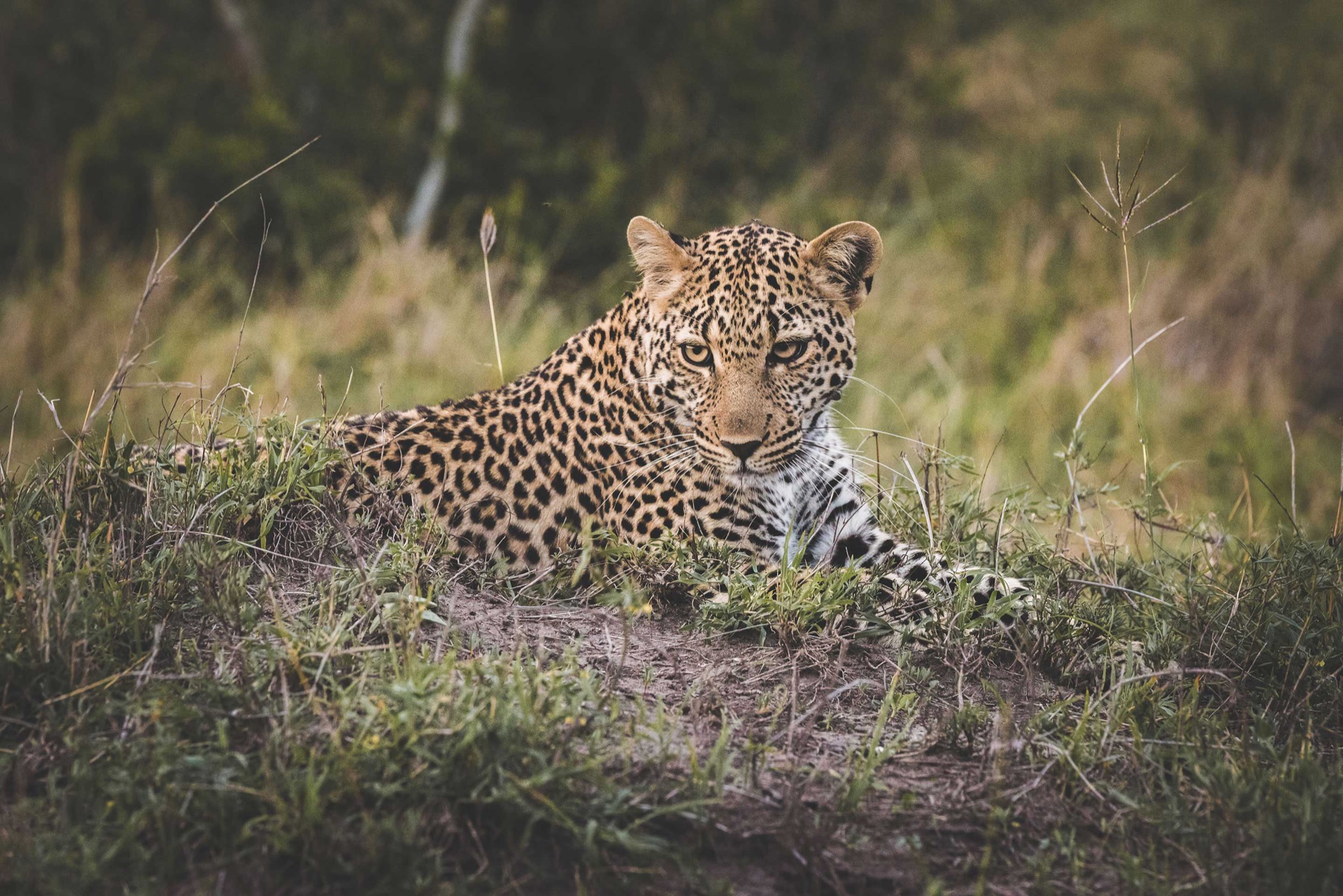 Leopard portrait, Masai Mara