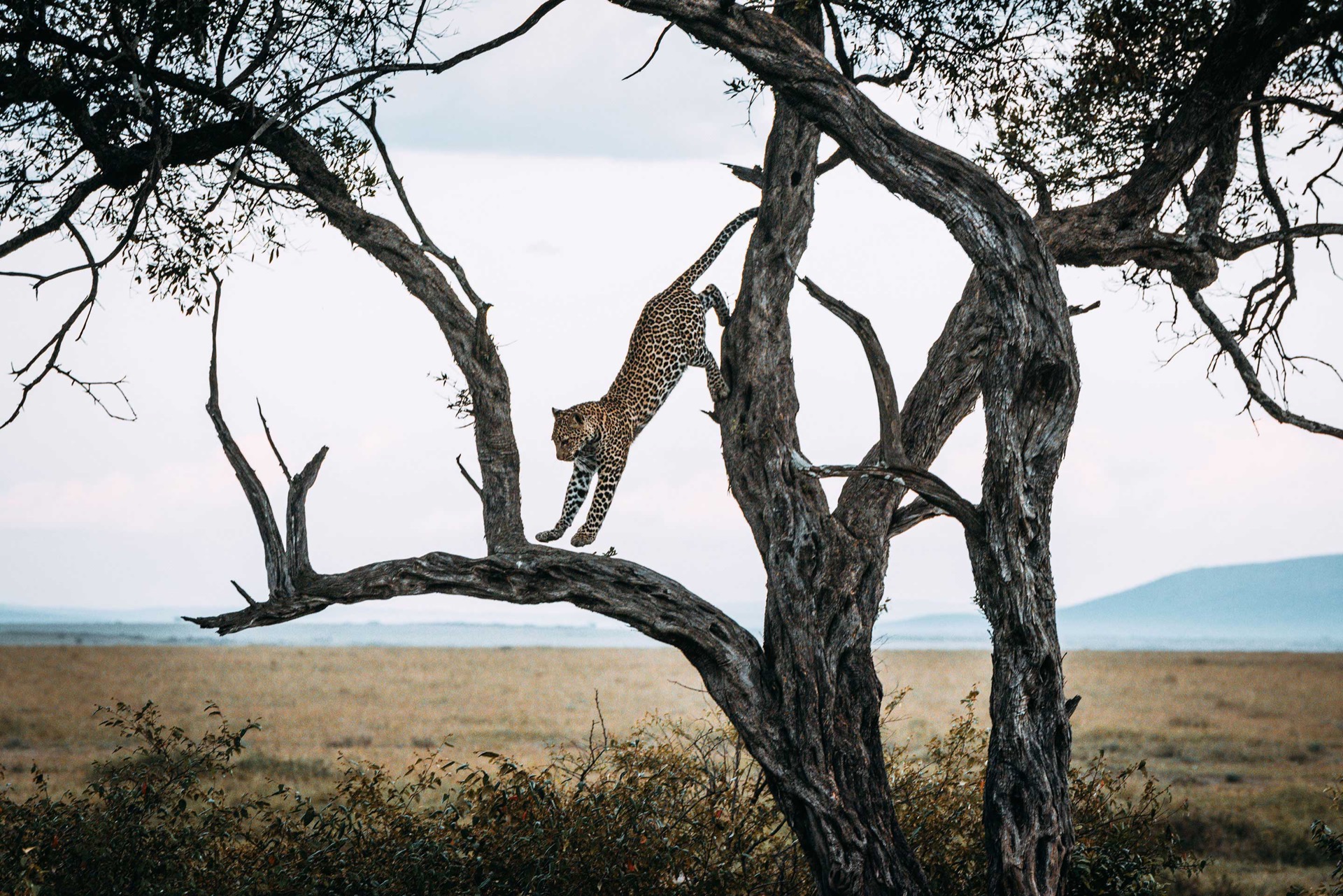 Leopard springt von Baum, Masai Mara
