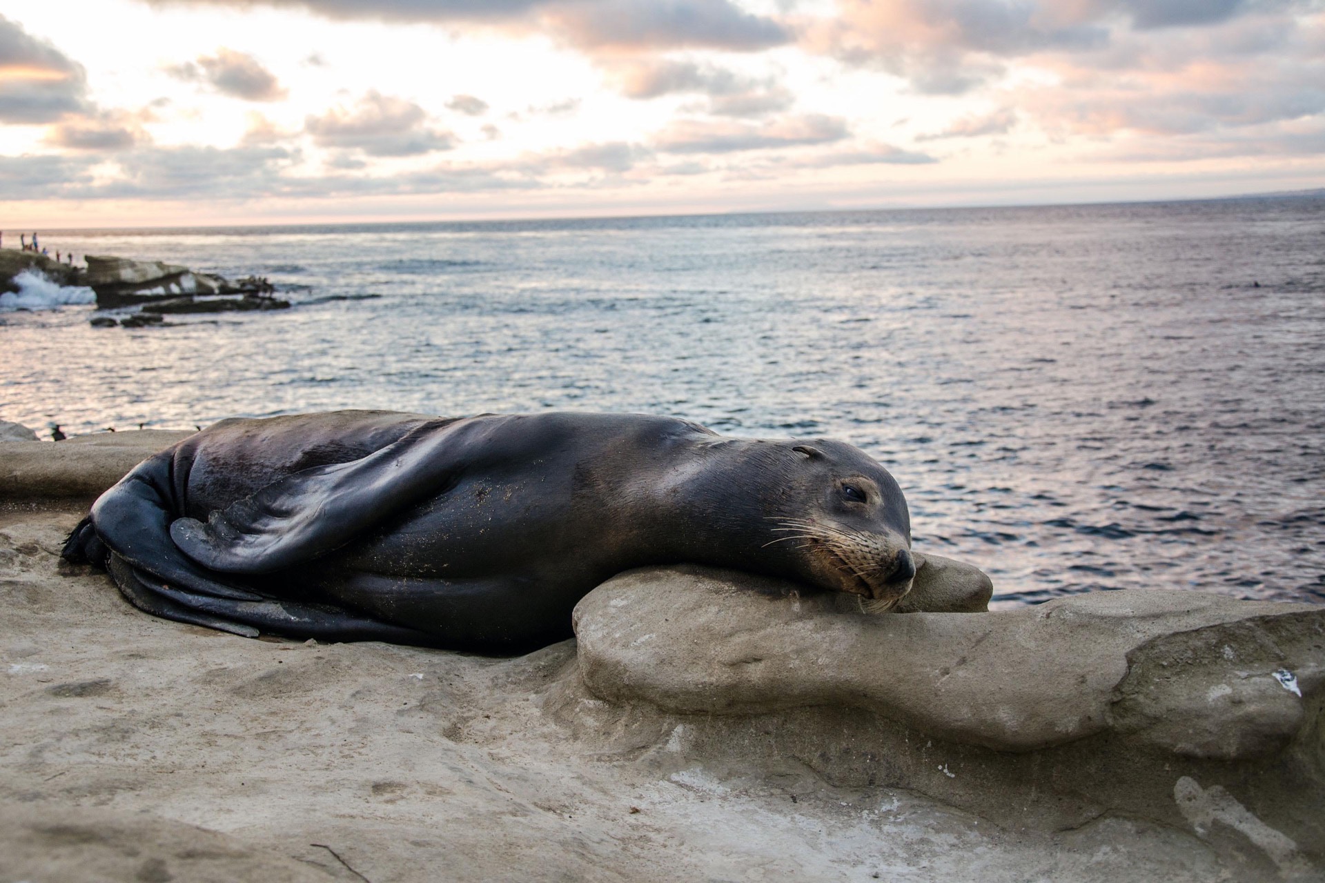Sea lion, La Jolla California